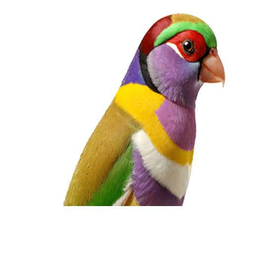 Lady Gouldian